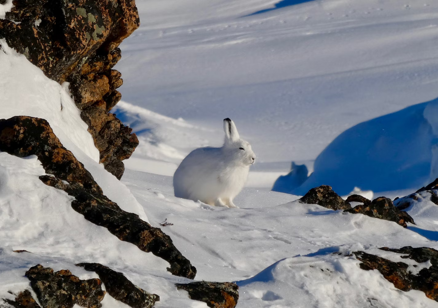 Foto de un Conejo ártico camuflado en la nieve